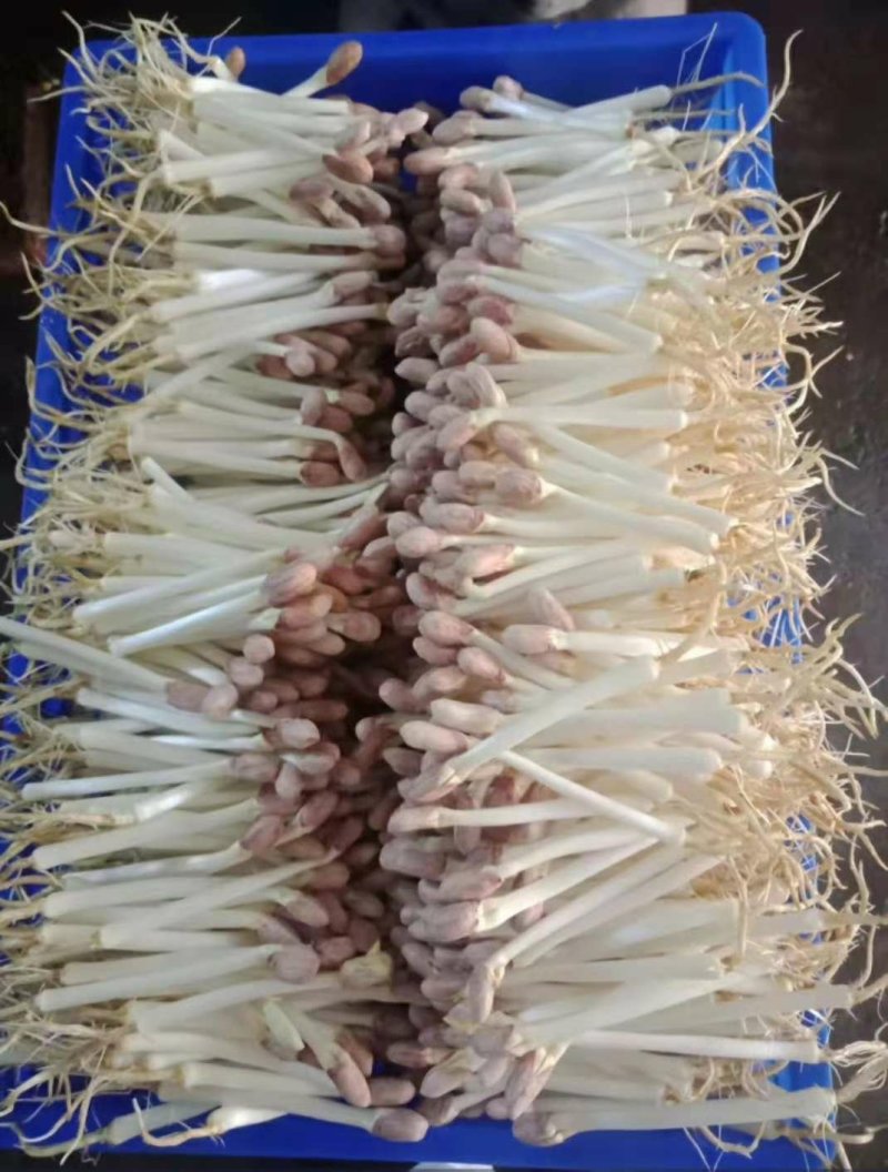大良一号花生种子，花生芽种子，花生