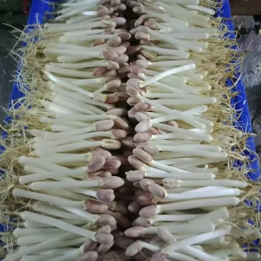 花生种子，花生芽种子，花生