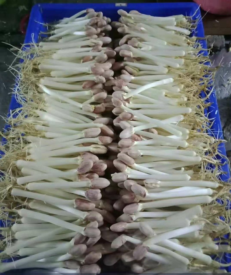 大良一号花生种子，花生芽种子，花生