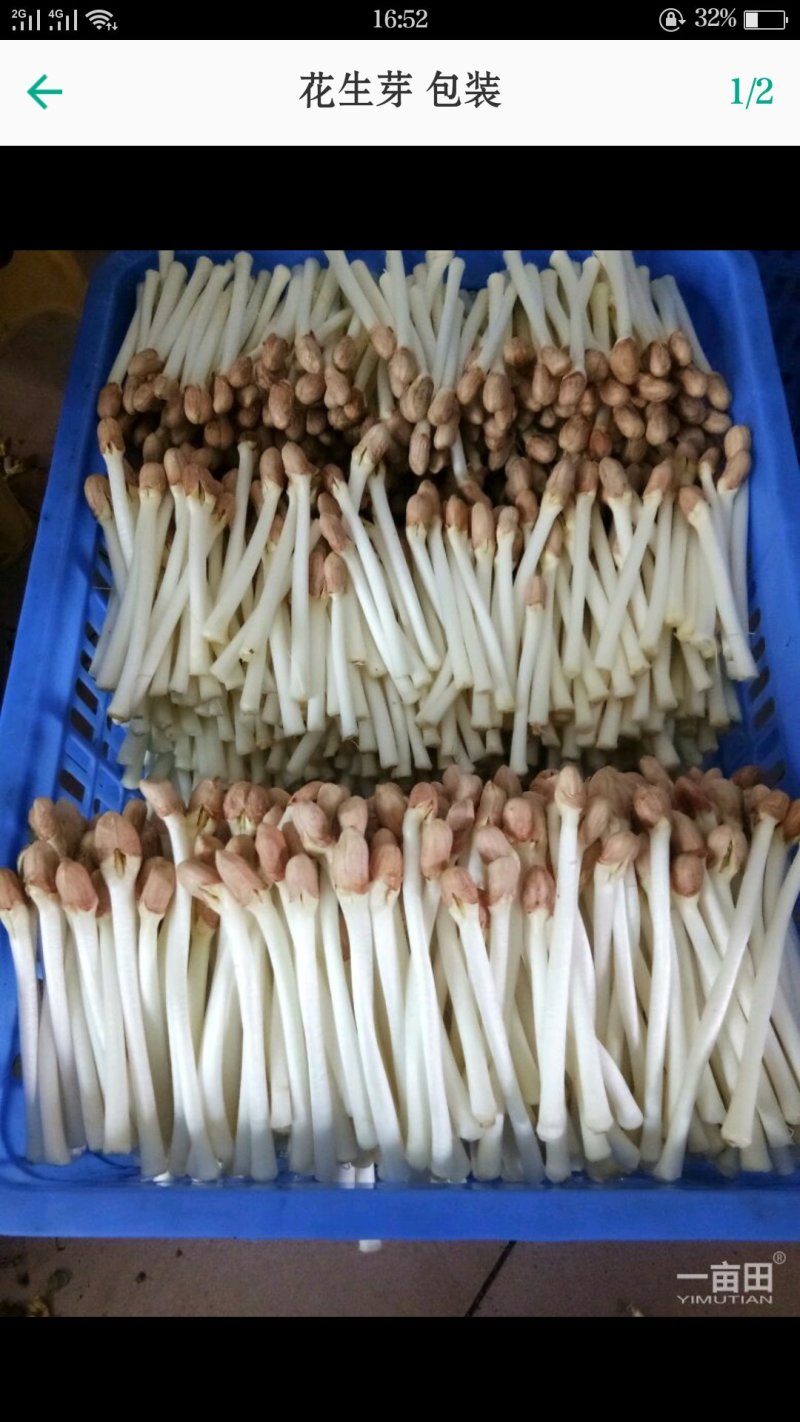 花生种子，花生芽种子，花生