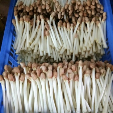 大良一号花生种子，花生芽种子，花生