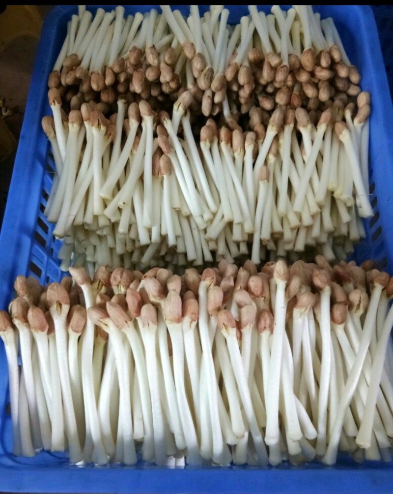 大良一号花生种子，花生芽种子，花生