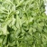 大量批发冰草，山东冰菜，中叶小叶非州冰草，山东特菜，野菜