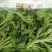 大量批发冰草，山东冰菜，中叶小叶非州冰草，山东特菜，野菜