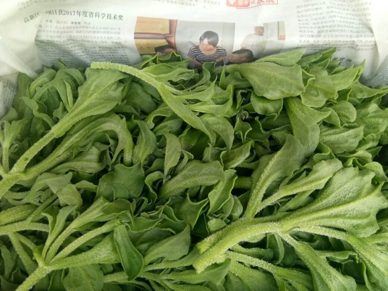 大量批发冰草，山东冰菜，中叶小叶非州冰草，山东特菜，野菜