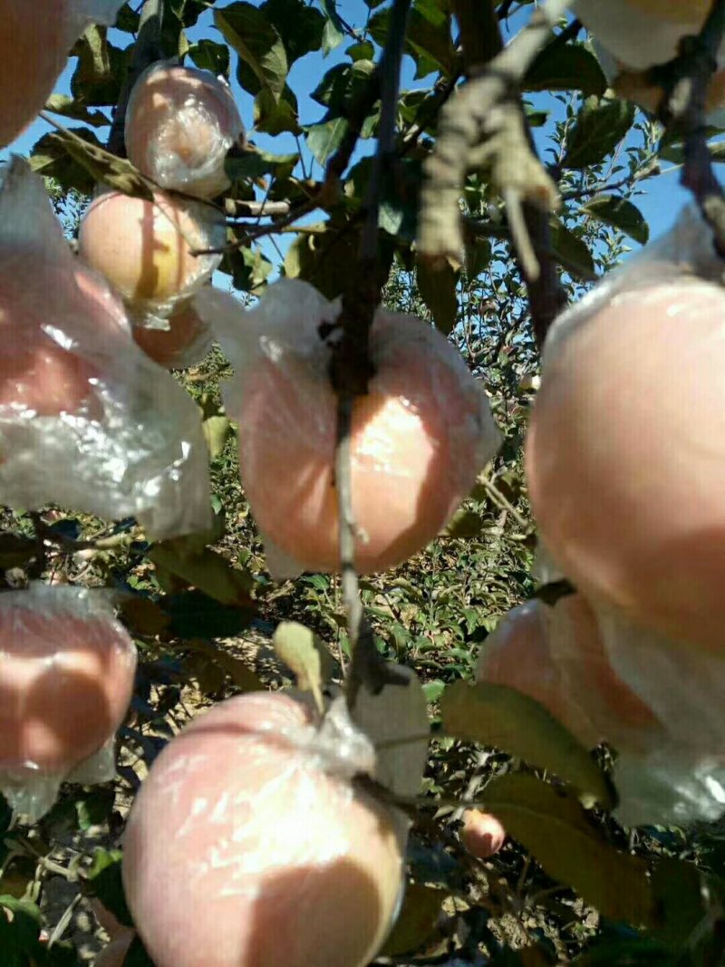 红富士苹果膜袋纸加膜纸袋大量供应中