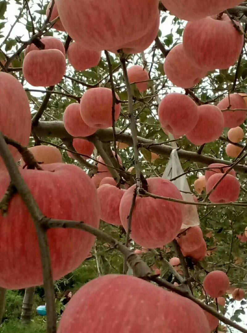 红富士苹果膜袋纸加膜纸袋大量供应中