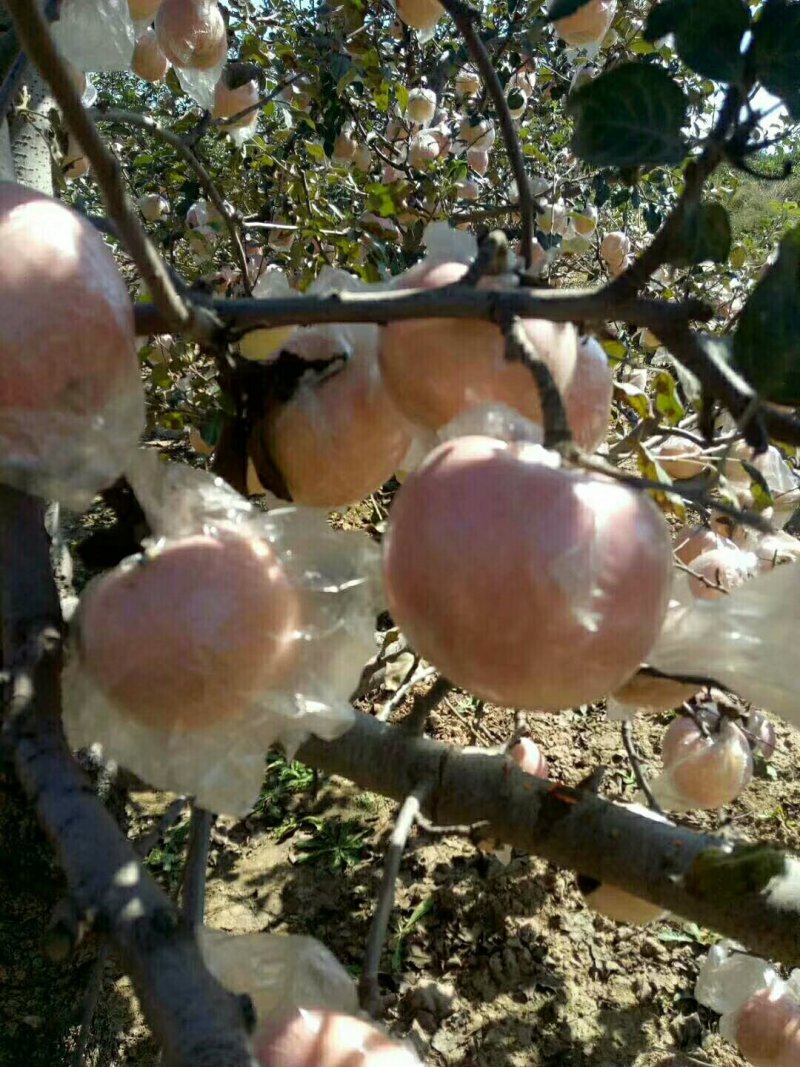 红富士苹果膜袋纸加膜纸袋大量供应中