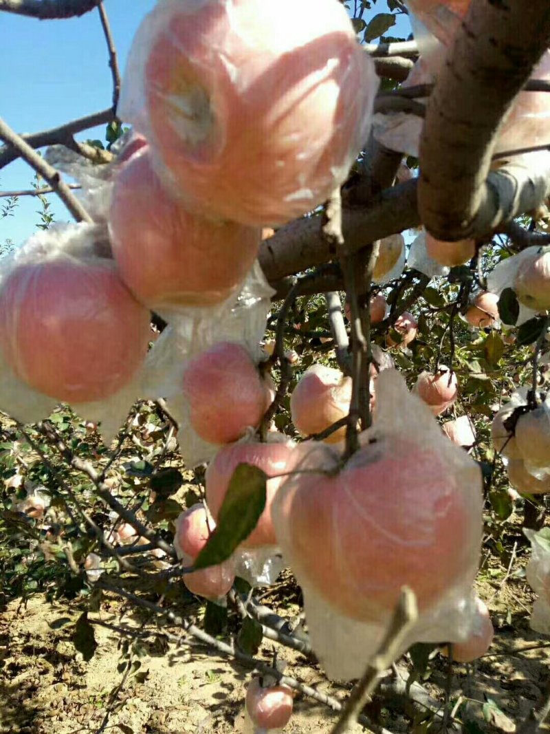 红富士苹果膜袋纸加膜纸袋大量供应中