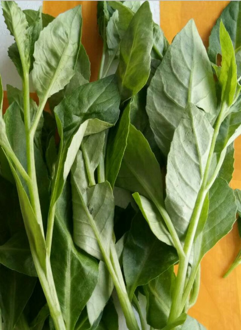 大量批发冰草，山东冰菜，中叶小叶非州冰草，山东特菜，野菜