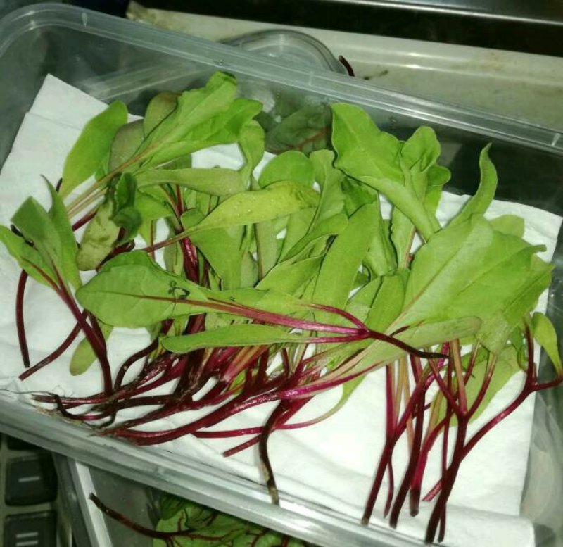 大量批发冰草，山东冰菜，中叶小叶非州冰草，山东特菜，野菜