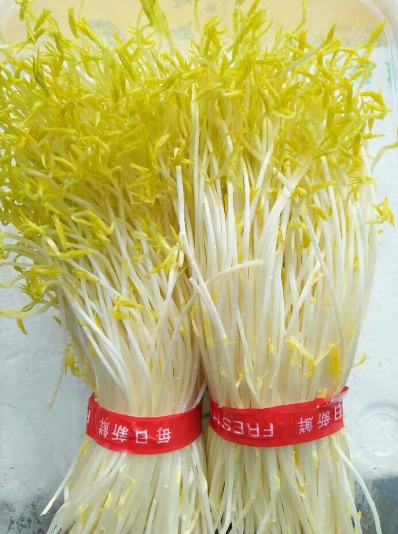 大量批发冰草，山东冰菜，中叶小叶非州冰草，山东特菜，野菜