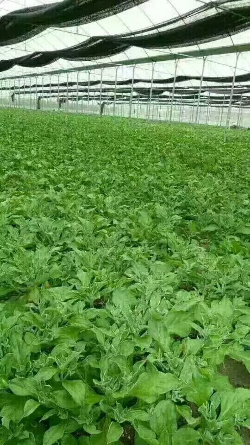 大量批发冰草，山东冰菜，中叶小叶非州冰草，山东特菜，野菜