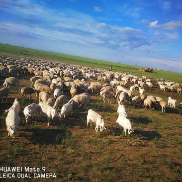 呼伦贝尔大草原，新右旗活肥羔羊。纯天然绿色食品。
