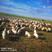 呼伦贝尔大草原，新右旗活肥羔羊。纯天然绿色食品。