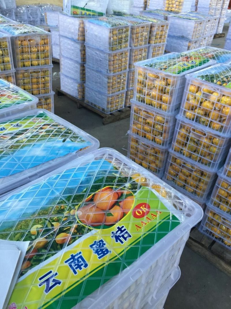 （优选）蜜桔湖北精品蜜橘产地柑橘柑桔代办产地一手货源