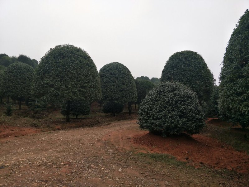 月月桂，八月桂