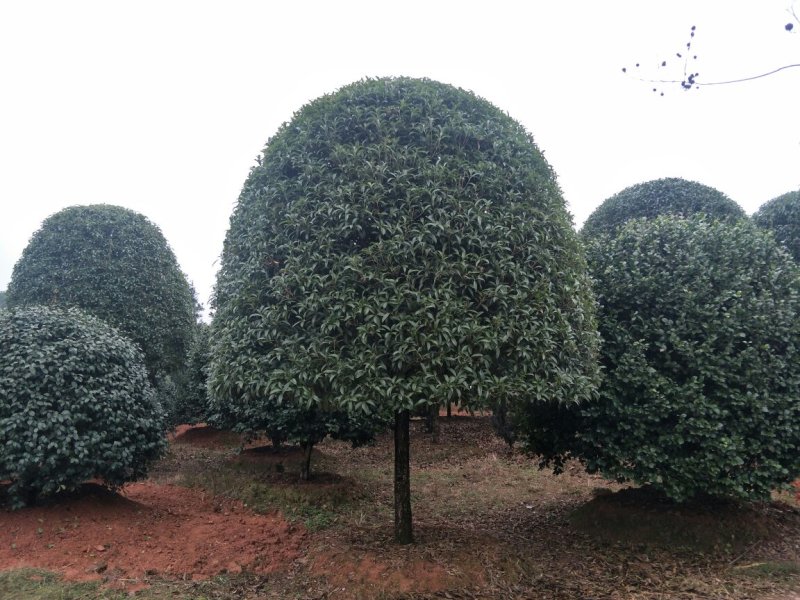 月月桂，八月桂