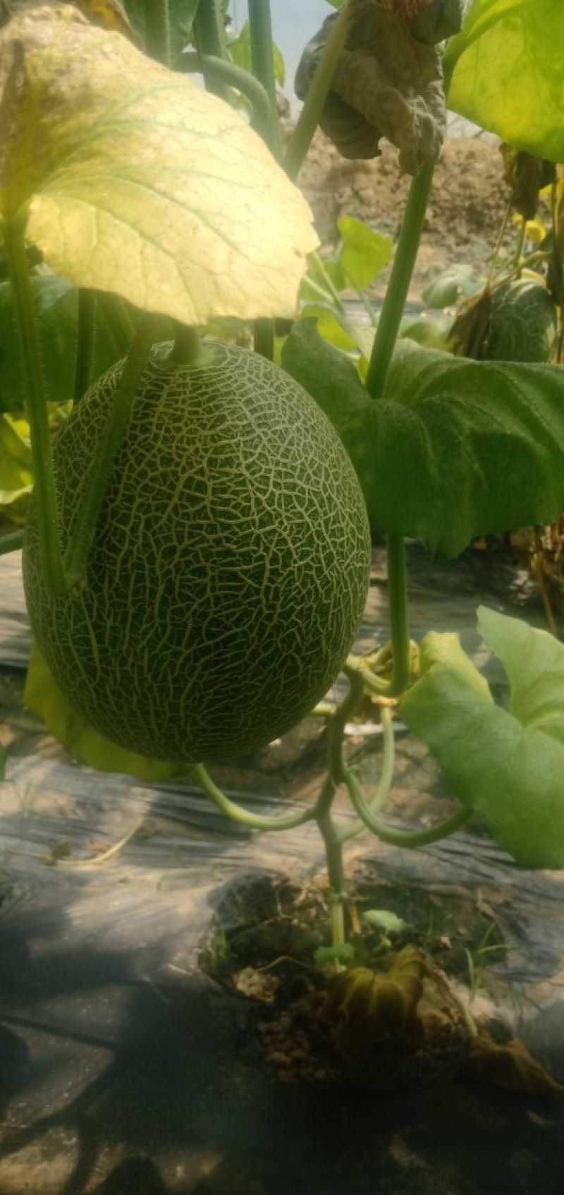 大量供应哈蜜瓜通货