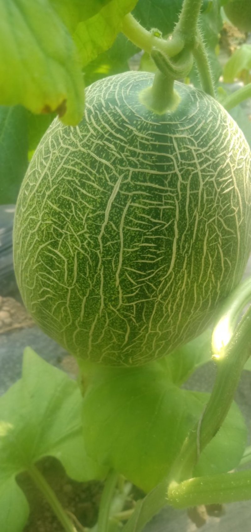 大量供应哈蜜瓜通货