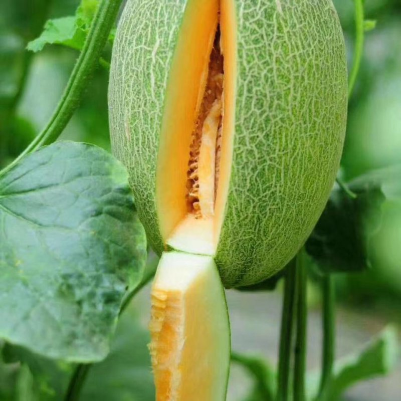 大量供应哈蜜瓜通货
