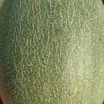 大量供应哈蜜瓜通货
