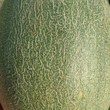 大量供应哈蜜瓜通货