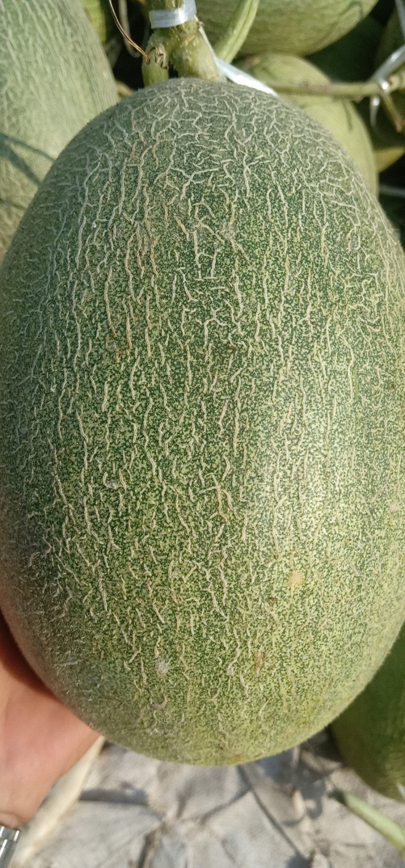 大量供应哈蜜瓜通货