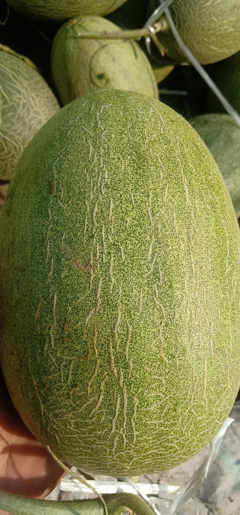 大量供应哈蜜瓜通货