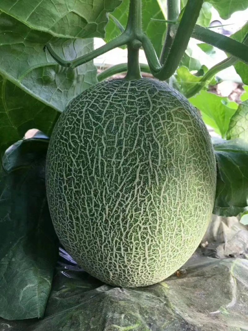 大量供应哈蜜瓜通货