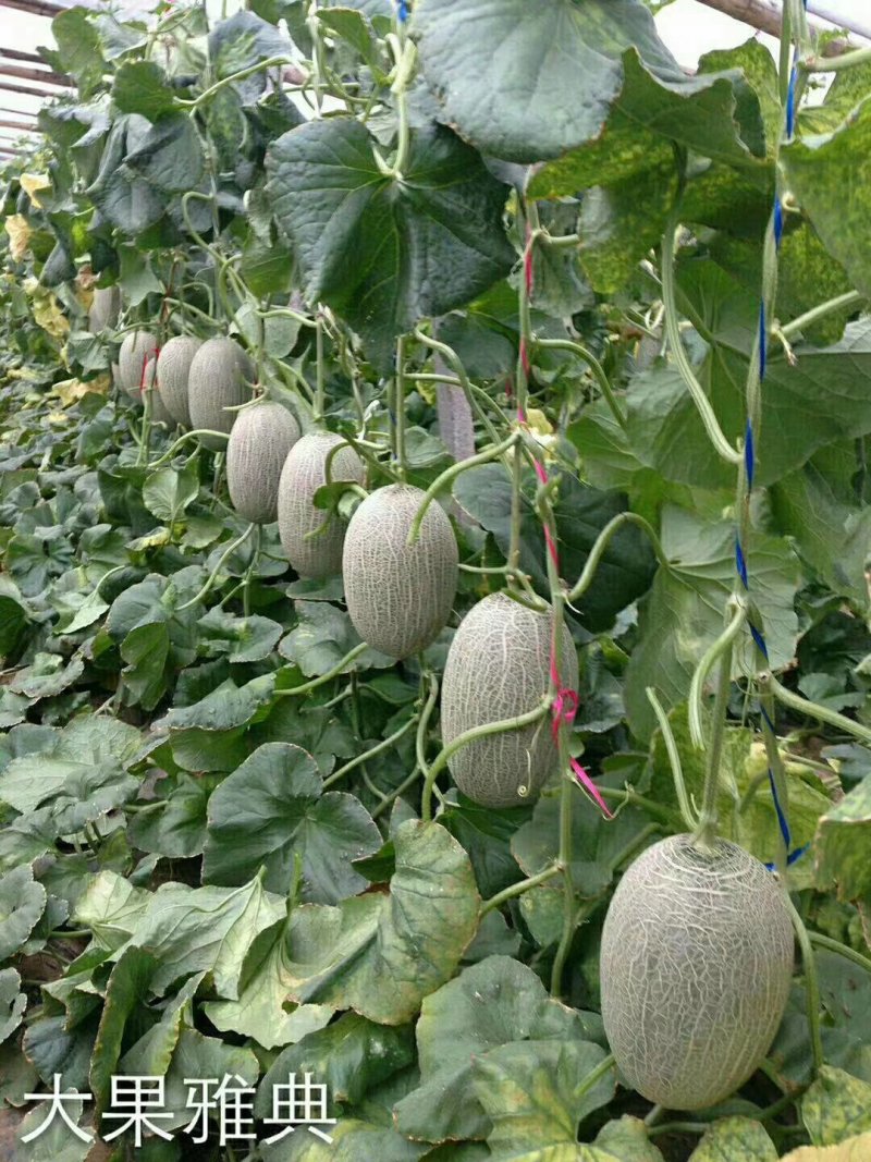 大量供应哈蜜瓜通货