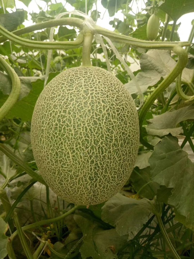 大量供应哈蜜瓜通货