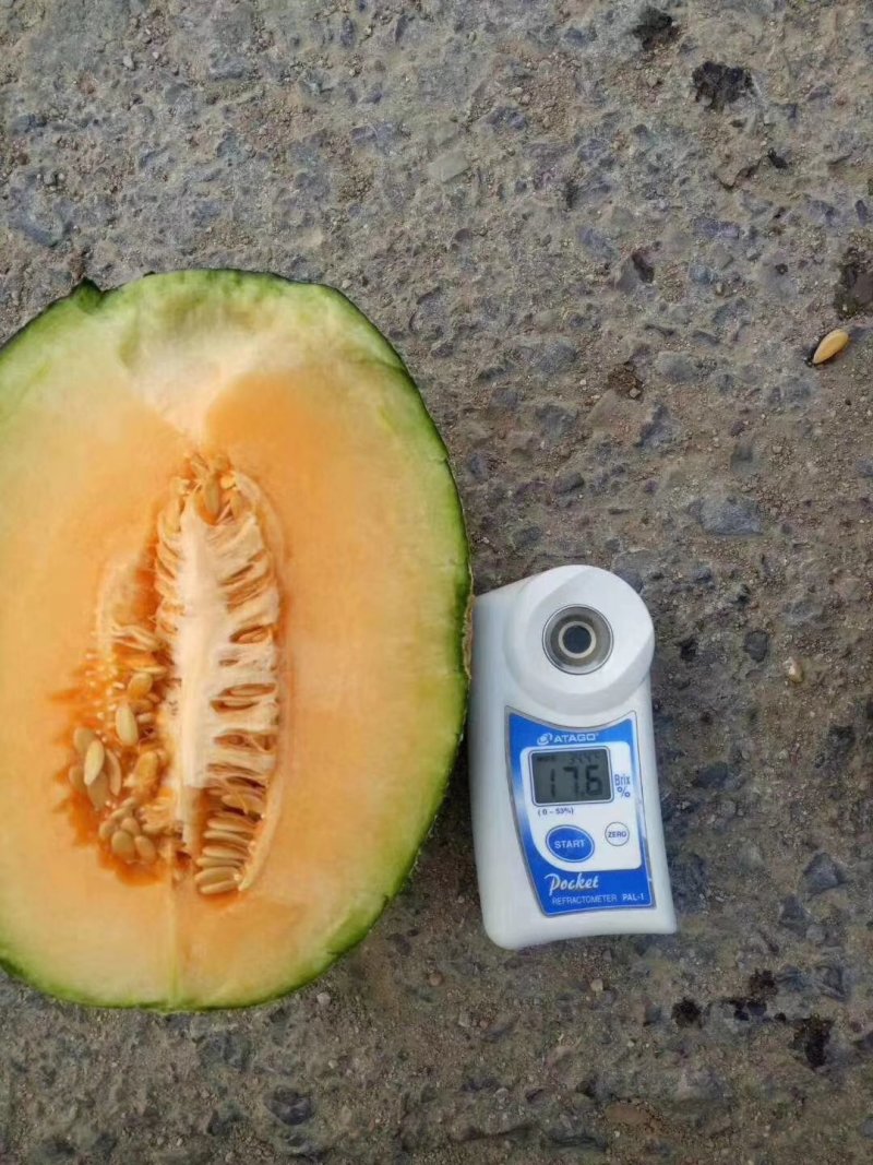 大量供应哈蜜瓜通货