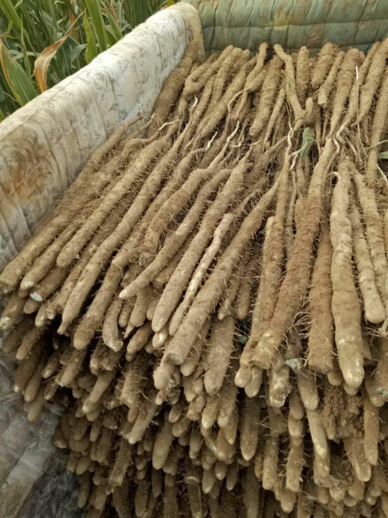 小白嘴麻山药