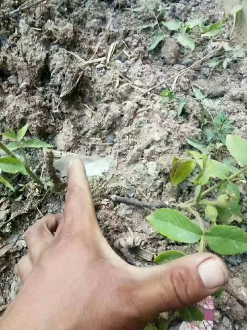 8518品种核桃苗/辽核/香玲等核桃苗品种丰富质量保证