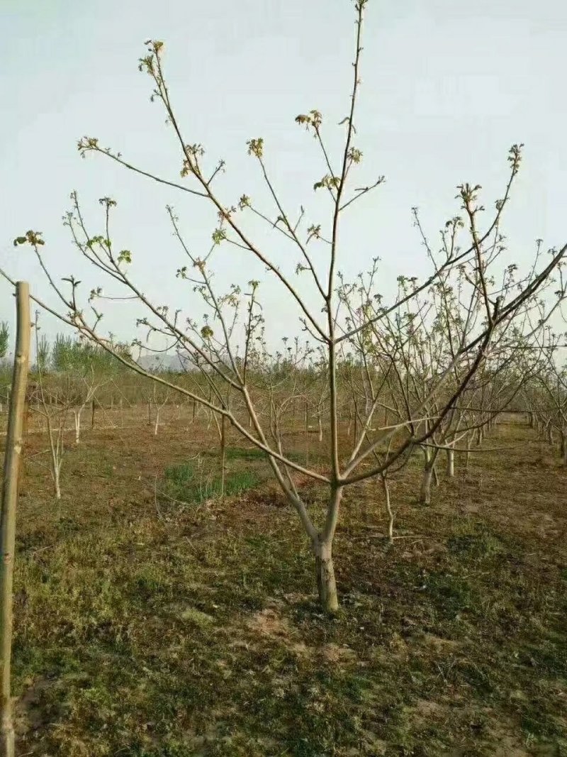 8518品种核桃苗/辽核/香玲等核桃苗品种丰富质量保证