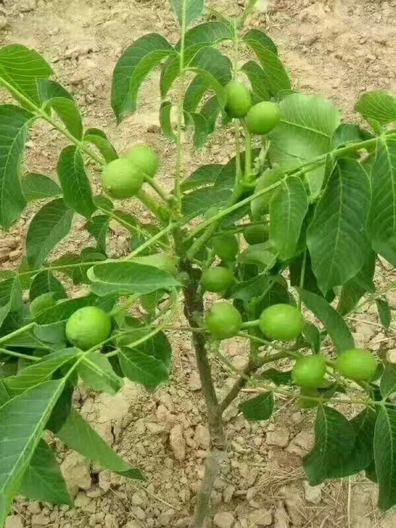 8518品种核桃苗/辽核/香玲等核桃苗品种丰富质量保证