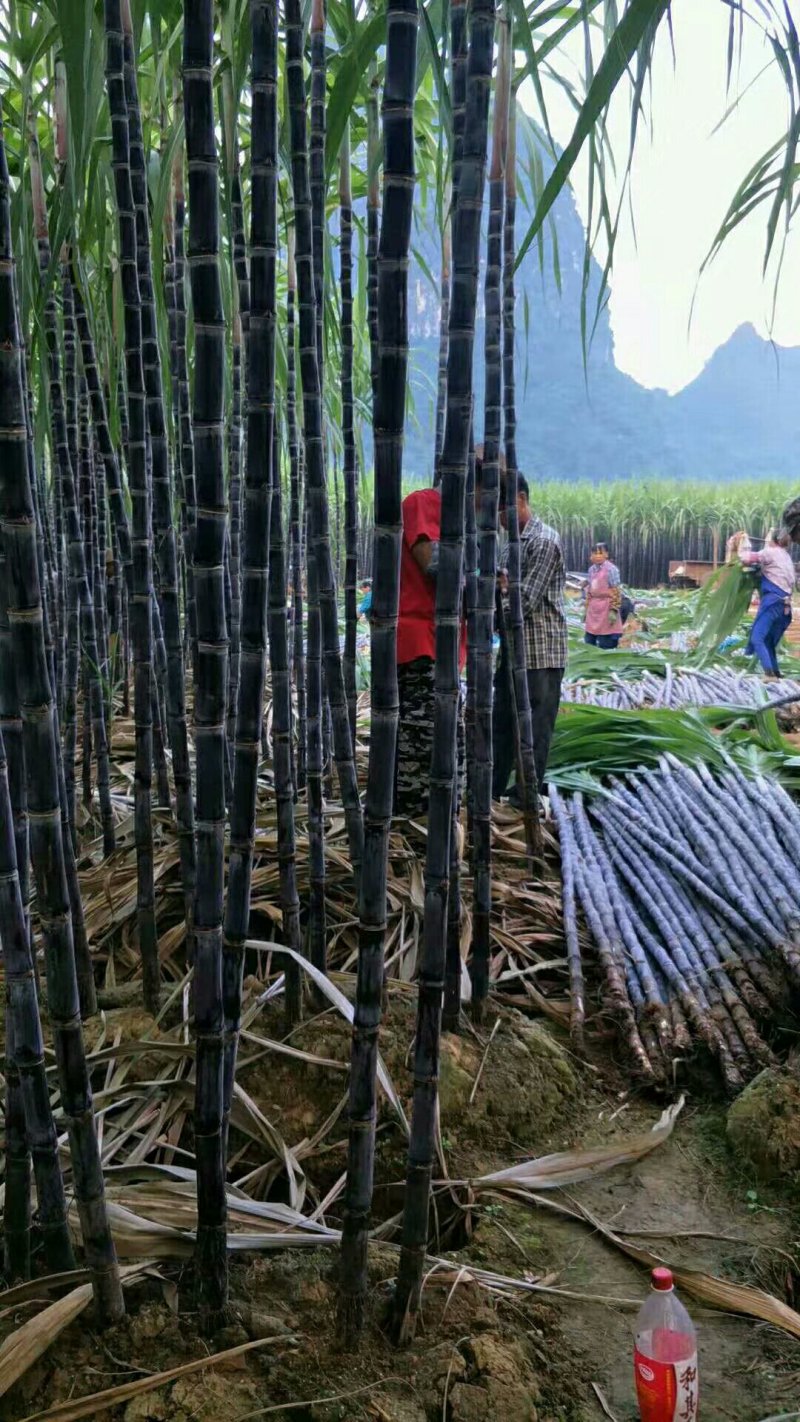 广西甘蔗大量市中欢迎新老客