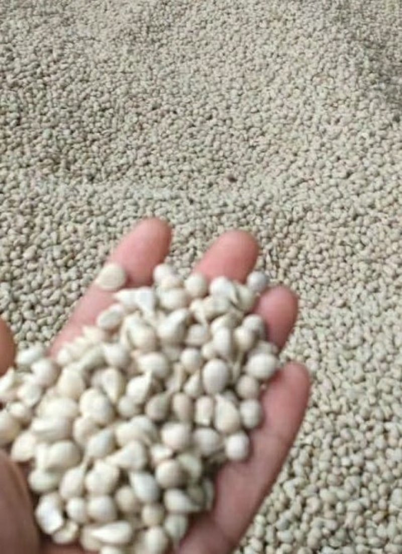 资阳小叶软枝香橙果子，