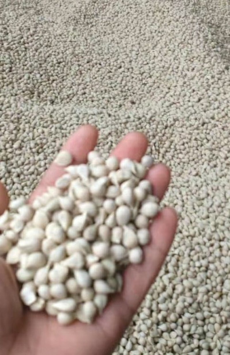 香橙果子