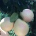 柚子/红心蜜柚/红乳蜜柚/琯溪红柚/柚子产地批发