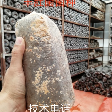 蘑菇菌种羊肚菌栽培种三级种