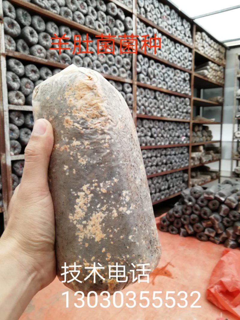 蘑菇菌种羊肚菌栽培种三级种