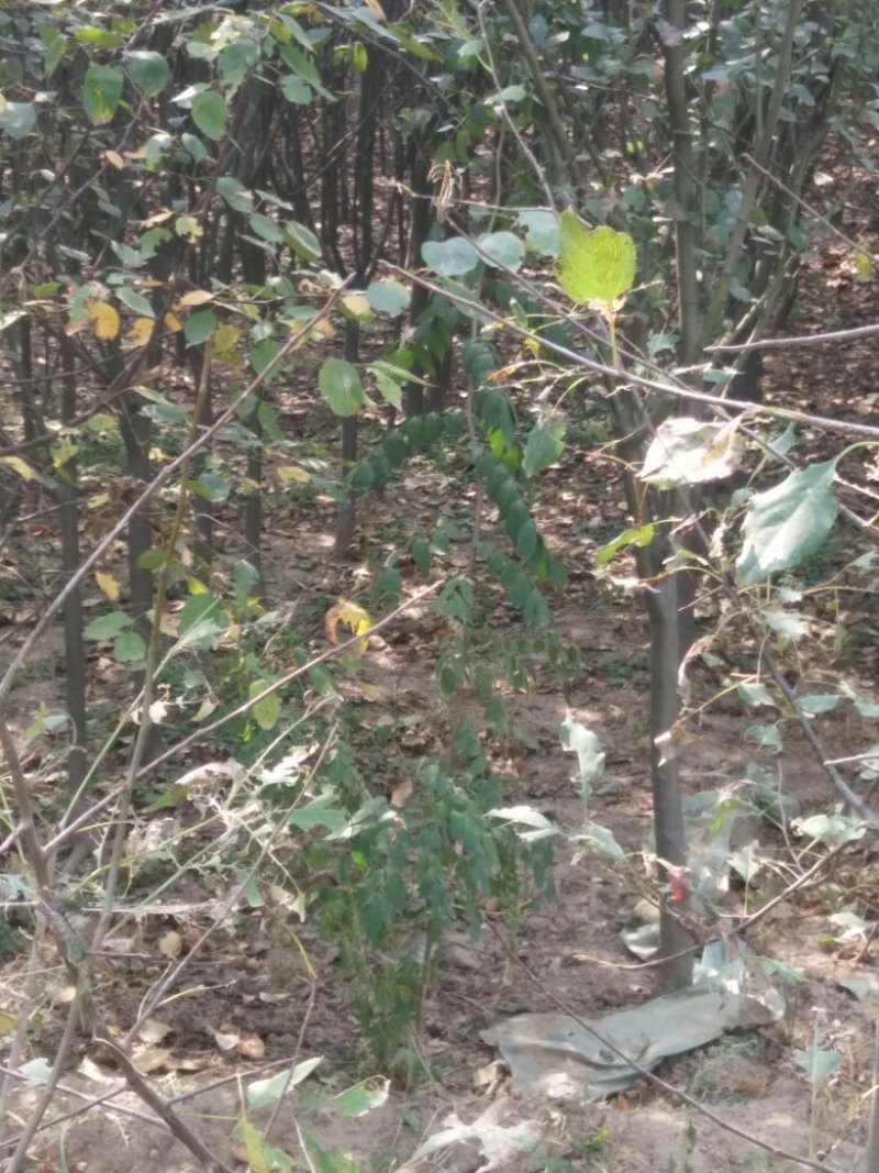 核桃，苹果，樱桃，海棠，桃树各种规格