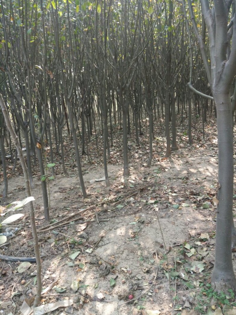 核桃，苹果，樱桃，海棠，桃树各种规格
