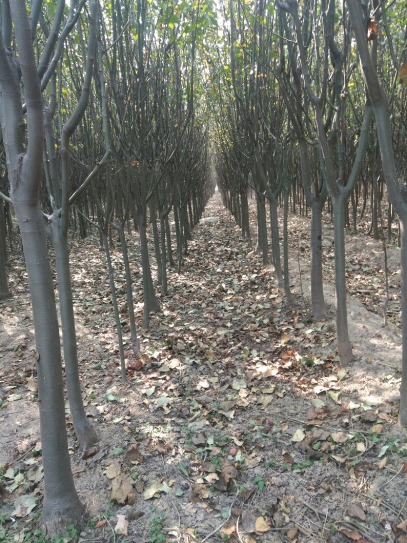 核桃，苹果，樱桃，海棠，桃树各种规格