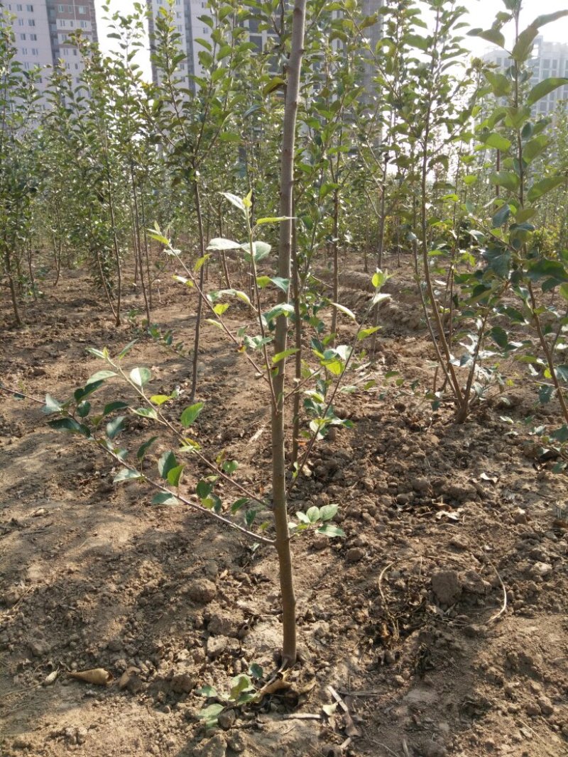 核桃，苹果，樱桃，海棠，桃树各种规格