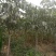 核桃，苹果，樱桃，海棠，桃树各种规格