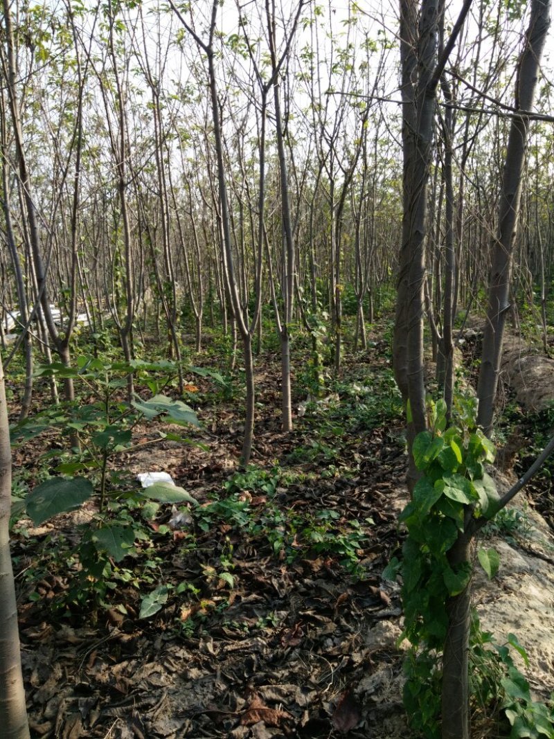 核桃，苹果，樱桃，海棠，桃树各种规格