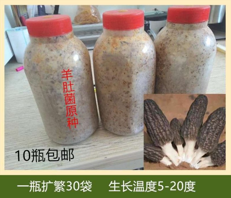 羊肚菌原种二级种提供技术指导